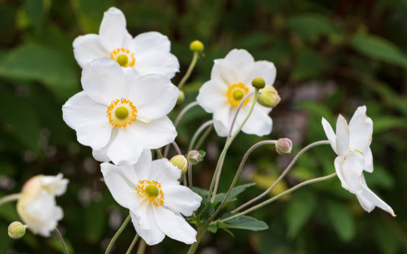 White Autumn Flower seeds for Planting - Premium Quality, Heirloom & GMO Free Seeds for Home Garden