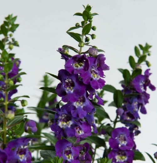 Bicolor Flower seeds for Planting - Drought Tolerant, Heirloom & GMO Free Seeds for Home Garden