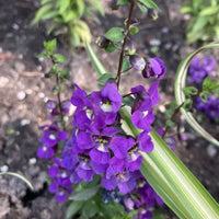 Angelonia Salicariifolia Humb Seeds
