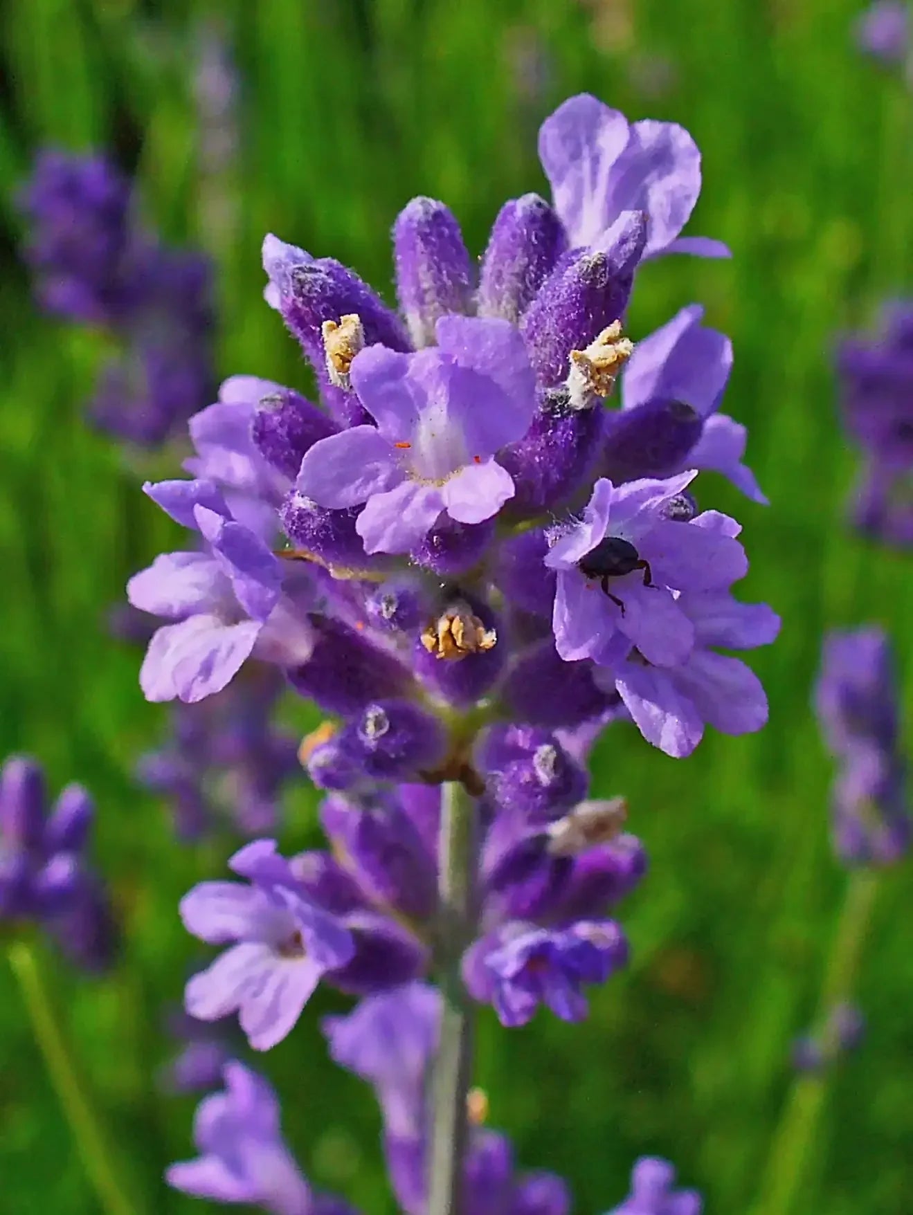 Angustifolia flowering seeds for gardens
