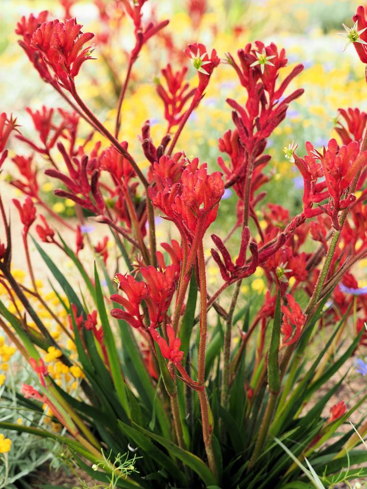 Anigozanthos Flavidus Flower seeds for Planting Colorful Display Heirloom & GMO Free Seeds for Home Garden