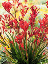 Anigozanthos Flavidus Flower seeds for Planting Colorful Display Heirloom & GMO Free Seeds for Home Garden
