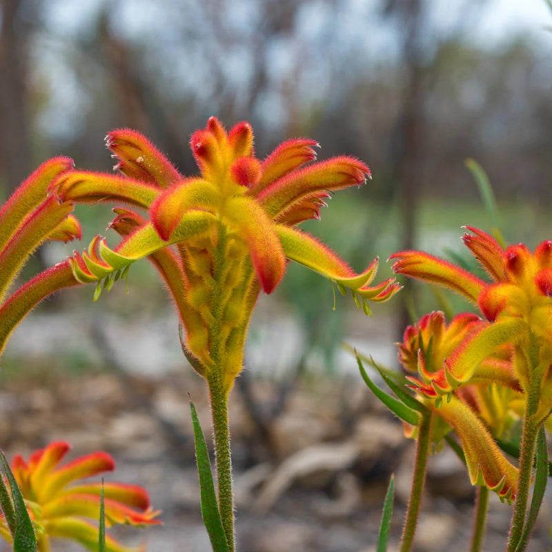 Anigozanthos Humilis Kangaroo Paw Flower Seeds for Easy Planting