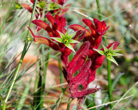 Anigozanthos Flavidus Flower seeds for Planting Colorful Display Heirloom & GMO Free Seeds for Home Garden