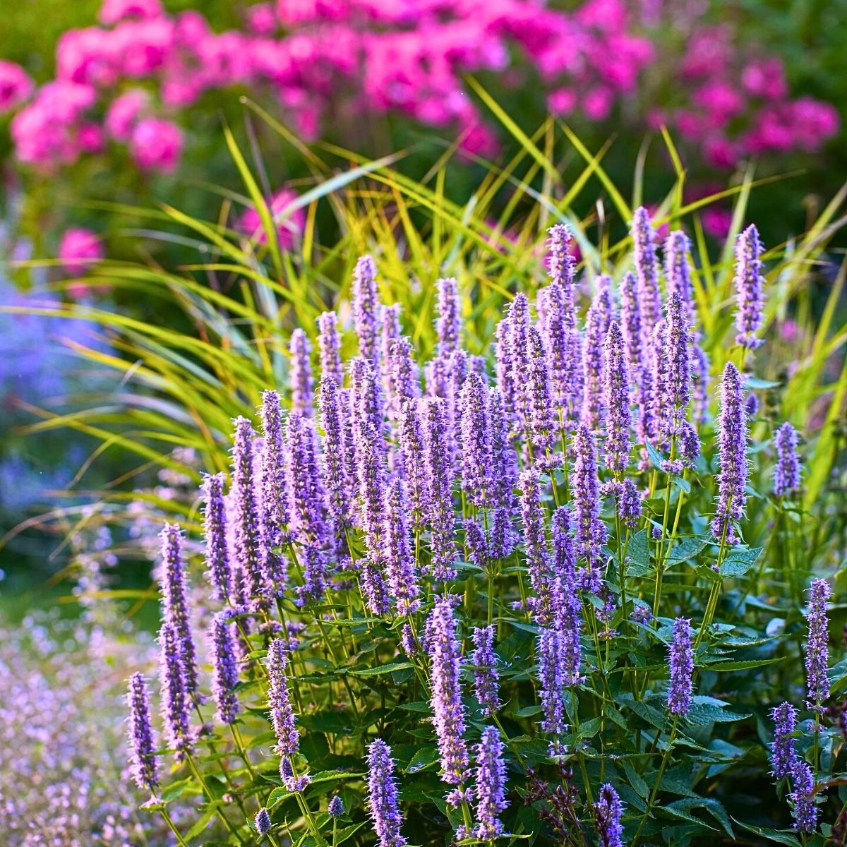 Hyssop Flower seeds for Planting Long Bloom Season Heirloom & GMO Free Seeds for Home Garden