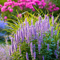 Hyssop Flower seeds for Planting Long Bloom Season Heirloom & GMO Free Seeds for Home Garden
