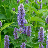 Giant Anise Hyssop Flower seeds for Planting Shade Tolerant Heirloom & GMO Free Seeds for Home Garden