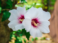 Pink Sharon Flower seeds for Planting - Colorful Display, Heirloom & GMO Free Seeds for Home Garden
