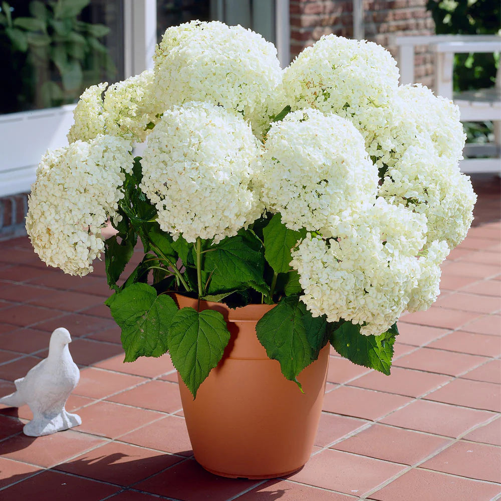 Annabelle Flower seeds for Planting Garden Favorite Heirloom & GMO Free Seeds for Home Garden 
 
 Sale