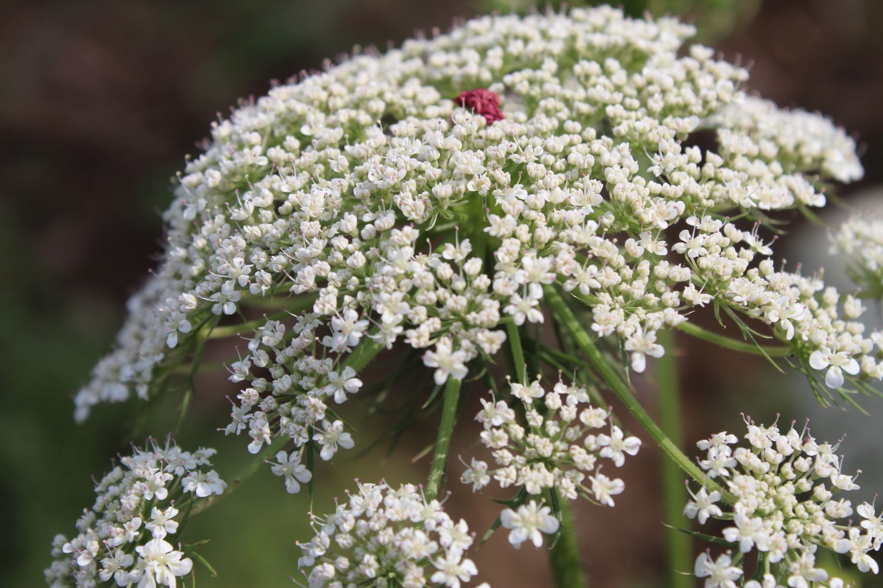 Non GMO Anne’s Lace seeds