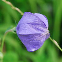 Balloon Flower seeds for Planting Easy to Grow Heirloom & GMO Free Seeds for Home Garden