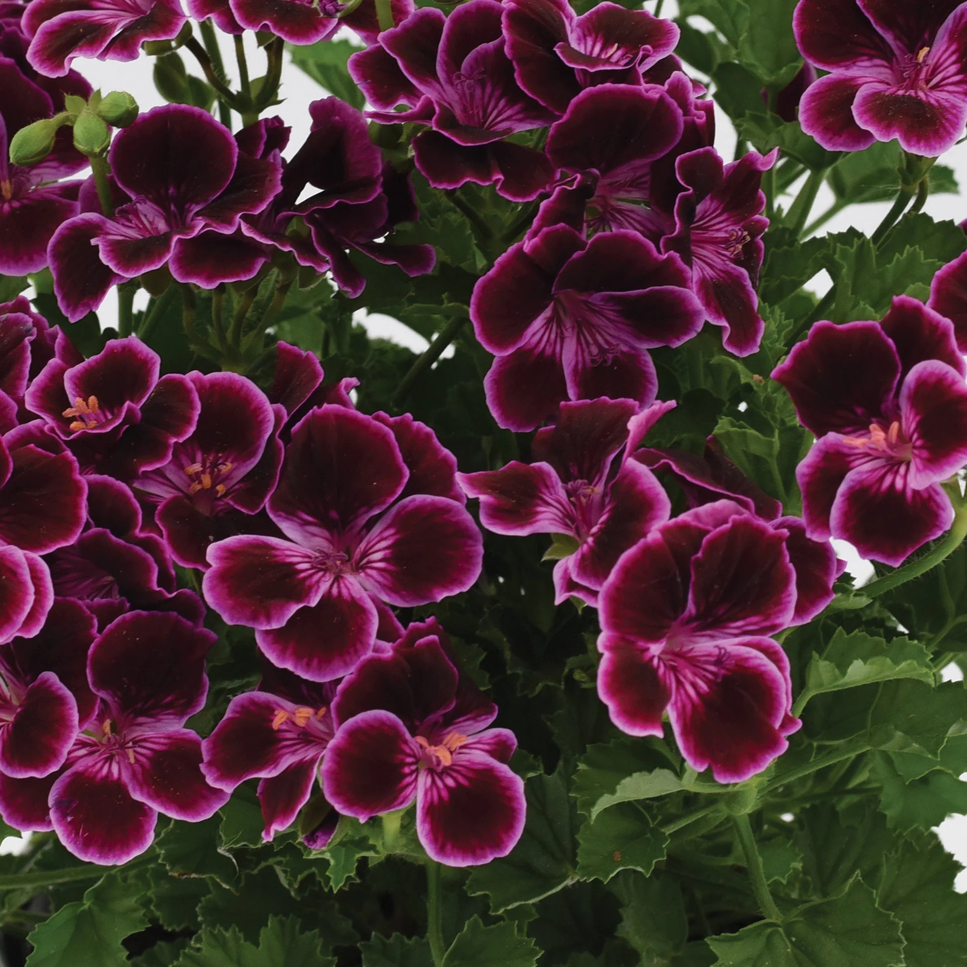 Dark Pink Black Geranium Flower Seeds for Planting - Vibrant and Elegant