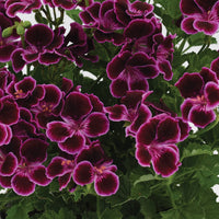 Dark Pink Black Geranium Flower Seeds for Planting - Vibrant and Elegant