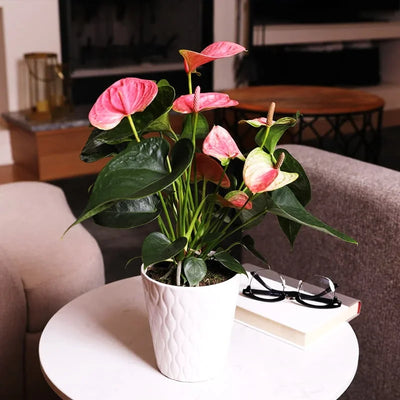 100 Pcs