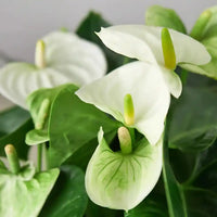 White Anthurium Flower Seeds Flower seeds for Planting Cottage Garden Essential Heirloom & GMO Free Seeds for Home Garden