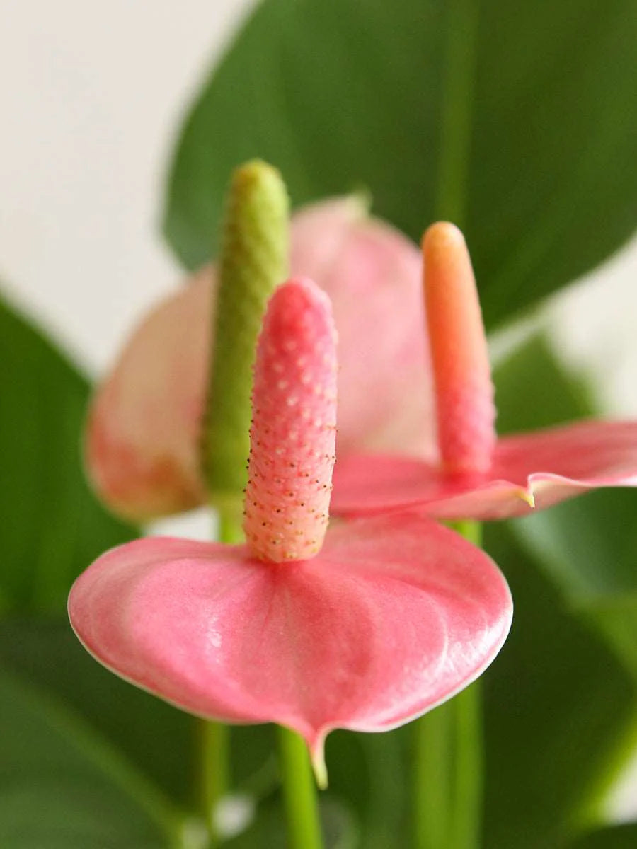 Green Pink Anthurium Andraeanum Flower Seeds Flower seeds for Planting Long Bloom Season Heirloom & GMO Free Seeds for Home Garden