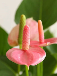 Green Pink Anthurium Andraeanum Flower Seeds Flower seeds for Planting Long Bloom Season Heirloom & GMO Free Seeds for Home Garden