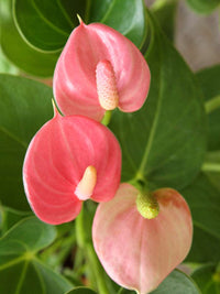 Cream Pink Anthurium Flower seeds for Planting - Premium Quality, Heirloom & GMO Free Seeds for Home Garden