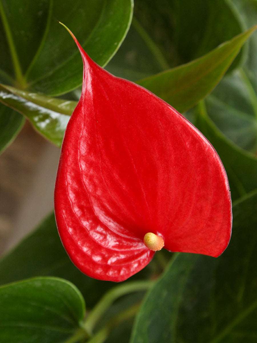Red Anthurium Flower seeds for Planting - Compact Growth, Heirloom & GMO Free Seeds for Home Garden