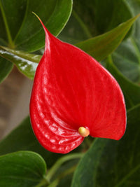 Red Anthurium Flower seeds for Planting - Compact Growth, Heirloom & GMO Free Seeds for Home Garden