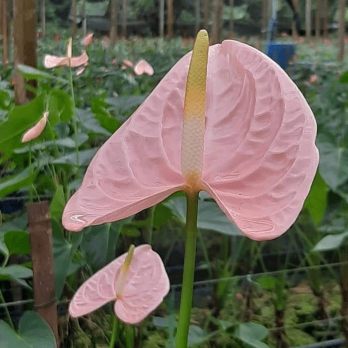 Baby Pink Anthurium Flower seeds for Planting Cottage Garden Essential Heirloom & GMO Free Seeds for Home Garden 
 
 Sale