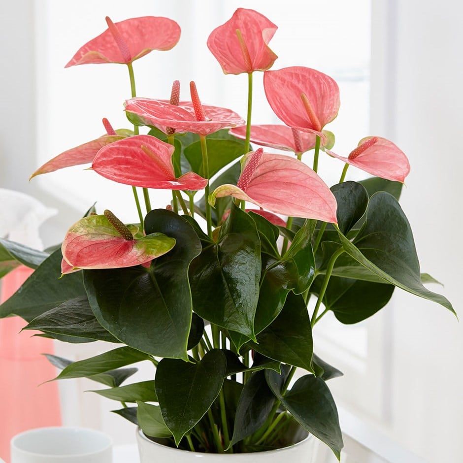 Pink Anthurium Andraeanum Flower seeds for Planting Low Maintenance Heirloom & GMO Free Seeds for Home Garden