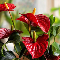 Anthurium Flower seeds for Planting Drought Tolerant Heirloom & GMO Free Seeds for Home Garden