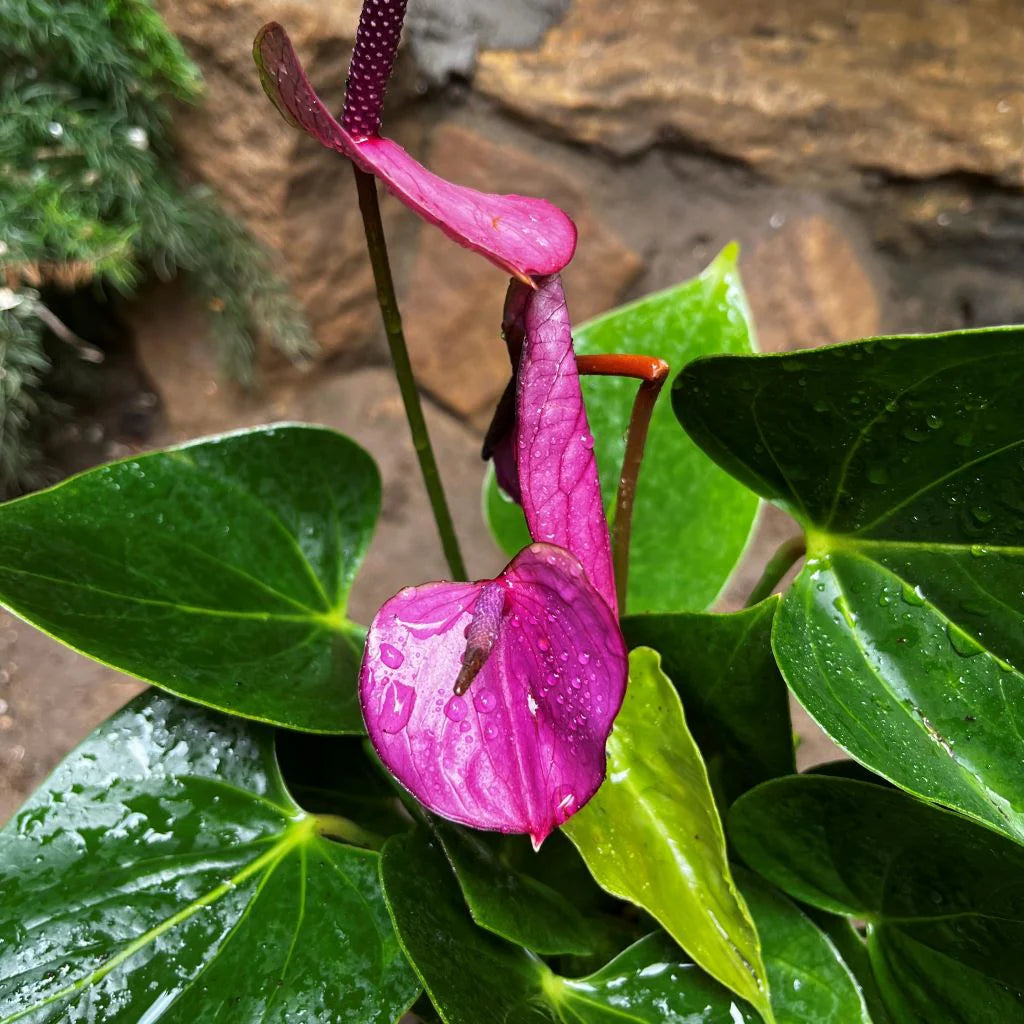 Dark Violet Anthurium Flower Seeds for Planting Wildflower Mix Heirloom & GMO Free Seeds for Home Garden
 
 Sale