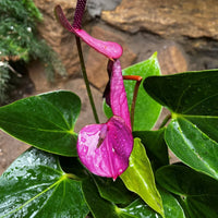 Dark Violet Anthurium Flower Seeds for Planting Wildflower Mix Heirloom & GMO Free Seeds for Home Garden
 
 Sale