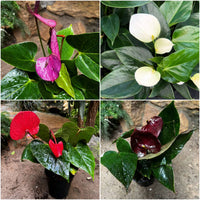 Anthurium Seeds for Vibrant Flowering Plants