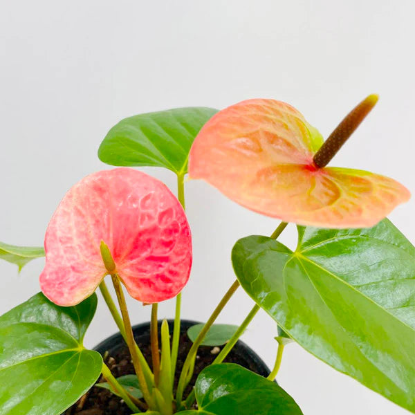 Pink Green Anthurium Flower Seeds for Planting – Seasonal Bloomer Heirloom & NonGMO Seeds for Home Garden
 
 Sale