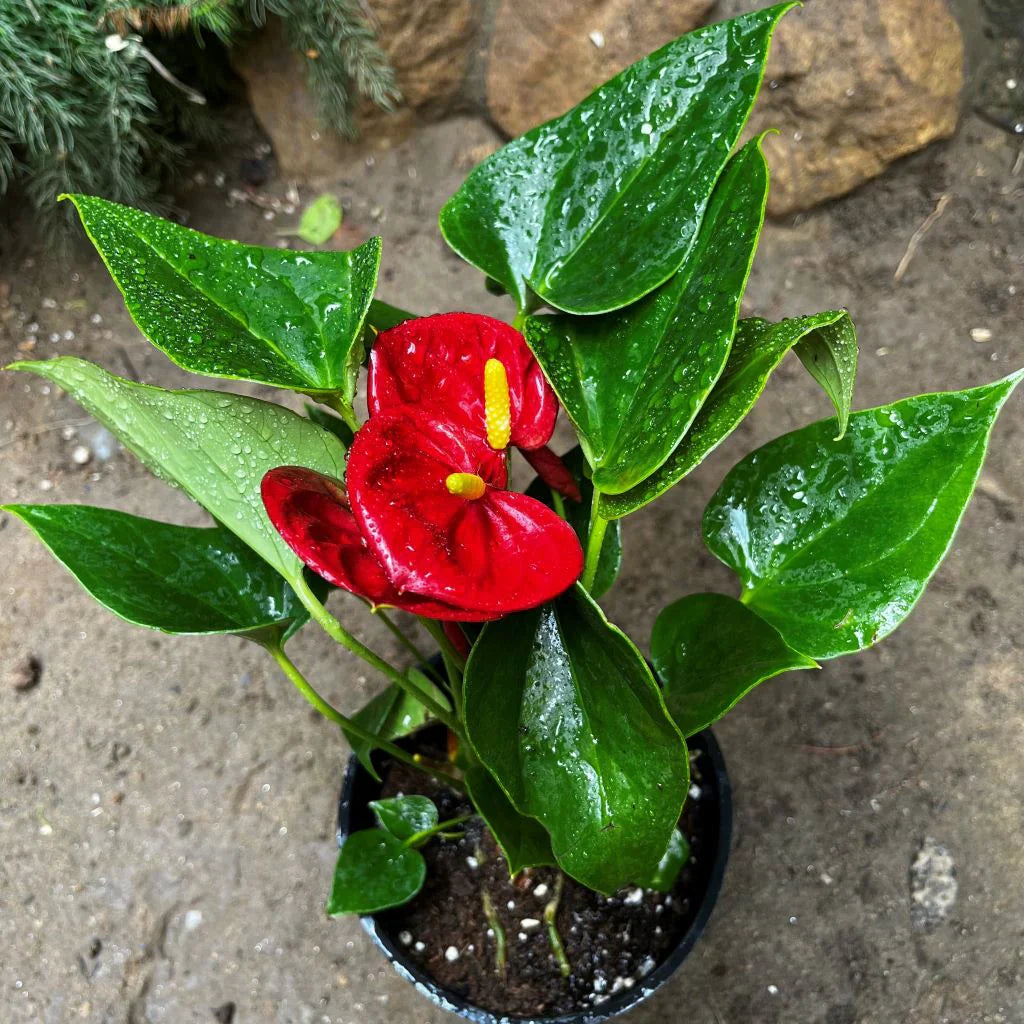 Deep Red Anthurium Flower seeds for Planting Vibrant Colors Heirloom & GMO Free Seeds for Home Garden 
 
 Sale for planting in home garden