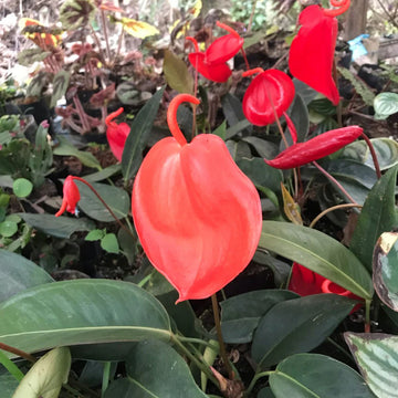 Anturio Flower seeds for Planting - Premium Quality, Heirloom & GMO Free Seeds for Home Garden