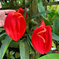 Pigtail Anthurium Flower seeds for Planting Fragrant Blossoms Heirloom & GMO Free Seeds for Home Garden