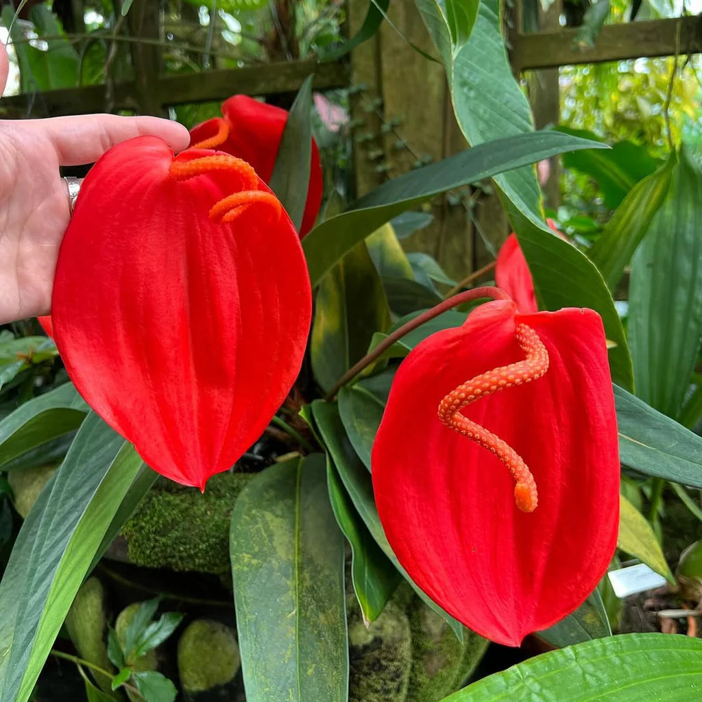 Anthurium Flower seeds for Planting Hardy Variety Heirloom & GMO Free Seeds for Home Garden
 
 Sale