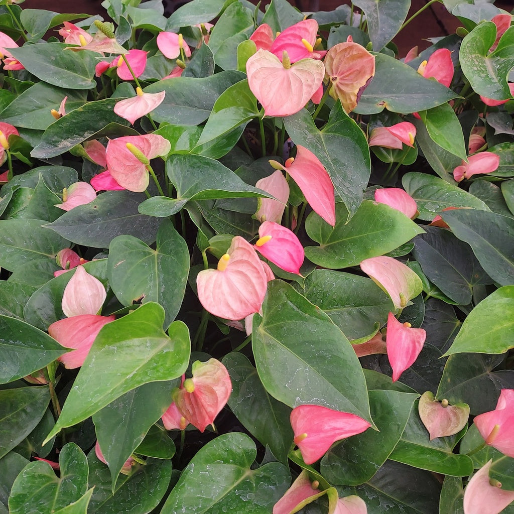 Anthurium Andraeanum Flower Seeds for Planting