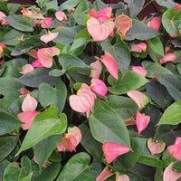 Anthurium Andraeanum Flower Seeds for Planting