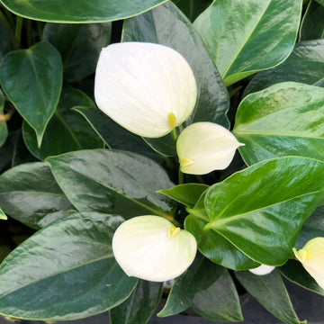 Cream Anthurium Flower Seeds for Planting – Shade Tolerant Heirloom & NonGMO Seeds for Home Garden
 
 Sale