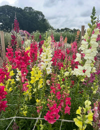 Snapdragon Flower Seeds for Planting  Colorful Annual & Biennial Garden Blooms