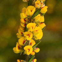 Yellow Sweet Pea Flower Seeds for Planting – Heirloom NonGMO Organic Garden Seeds – Vibrant Blooms High Germination
 
 Sale