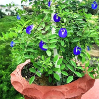 Clitoria Flower seeds for Planting - Seasonal Bloomer, Heirloom & GMO Free Seeds for Home Garden