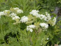 Myrrhis Odorata Flower seeds for Planting Seasonal Bloomer Heirloom & GMO Free Seeds for Home Garden