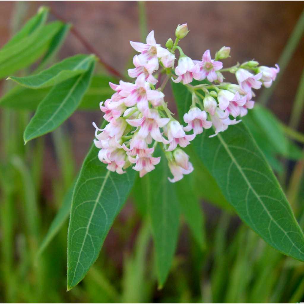 Dogbane Flower seeds for Planting, Pollinator Friendly Heirloom & GMO Free Seeds for Home Garden