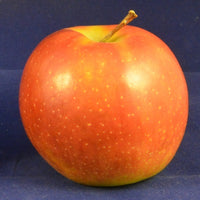 Orange Apple Seeds for Planting  Grow Your Own Unique Fruit