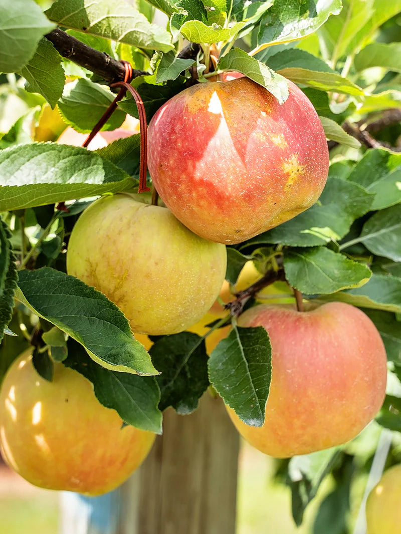 Red & Yellow Apple Fruit Seeds for Easy Planting