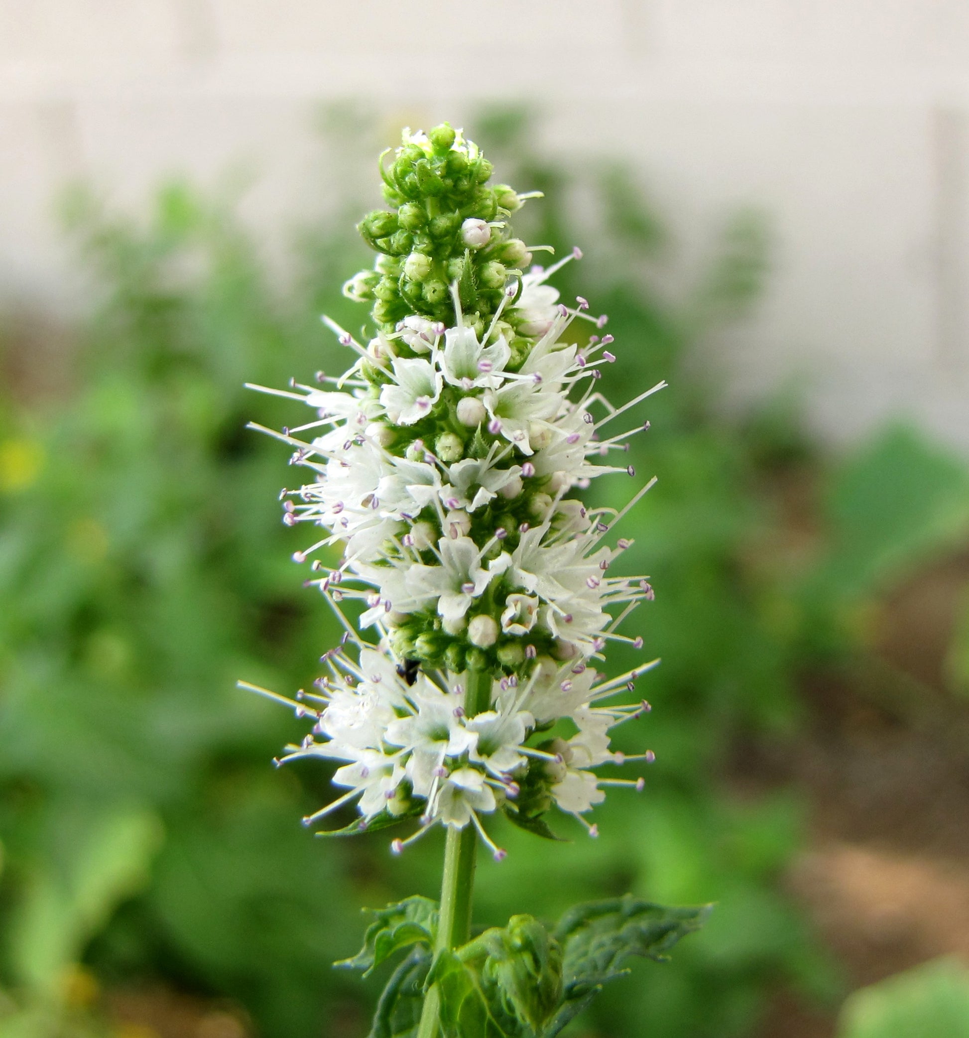 Mint Flower seeds for Planting Shade Tolerant Heirloom & GMO Free Seeds for Home Garden