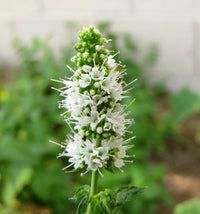 Mint Flower seeds for Planting Shade Tolerant Heirloom & GMO Free Seeds for Home Garden