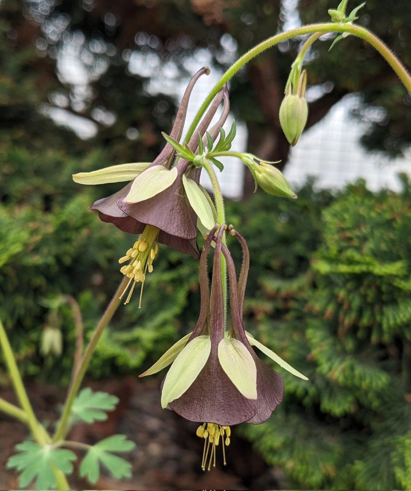 Columbine Viridiflora Flower seeds for Planting Drought Tolerant Heirloom & GMO Free Seeds for Home Garden
