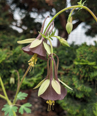 Columbine Viridiflora Flower seeds for Planting Drought Tolerant Heirloom & GMO Free Seeds for Home Garden