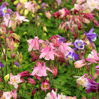 Columbine Biedermeier Flower seeds for Planting Fragrant Blossoms Heirloom & GMO Free Seeds for Home Garden